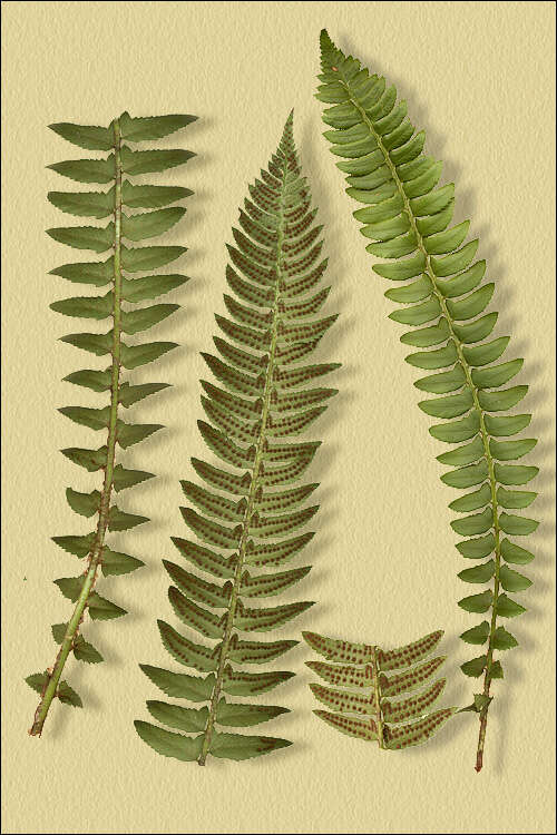 Image of holly fern