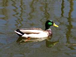 Image de Canard colvert