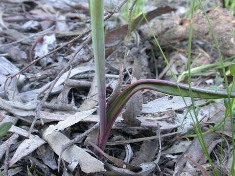 Image of Beard orchids