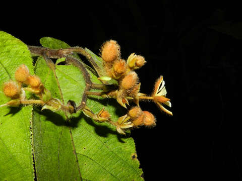 Image of Apeiba tibourbou Aubl.