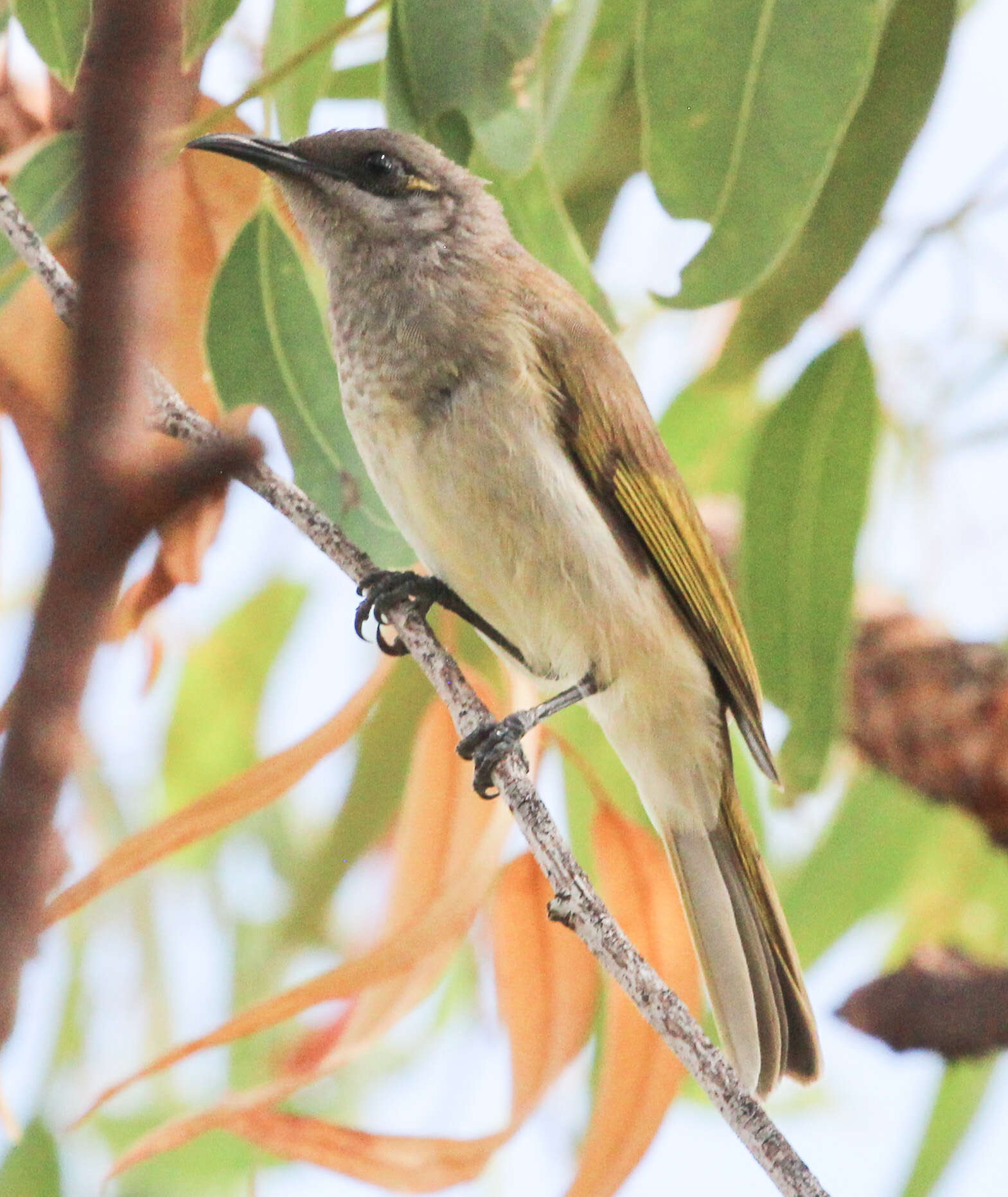 Image of Meliphagidae