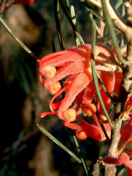 Image of Grevillea pityophylla F. Müll.