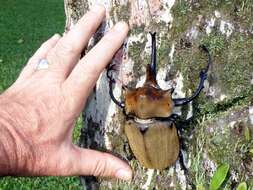 Image of Elephant Beetles