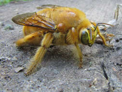 Image of carpenter bee