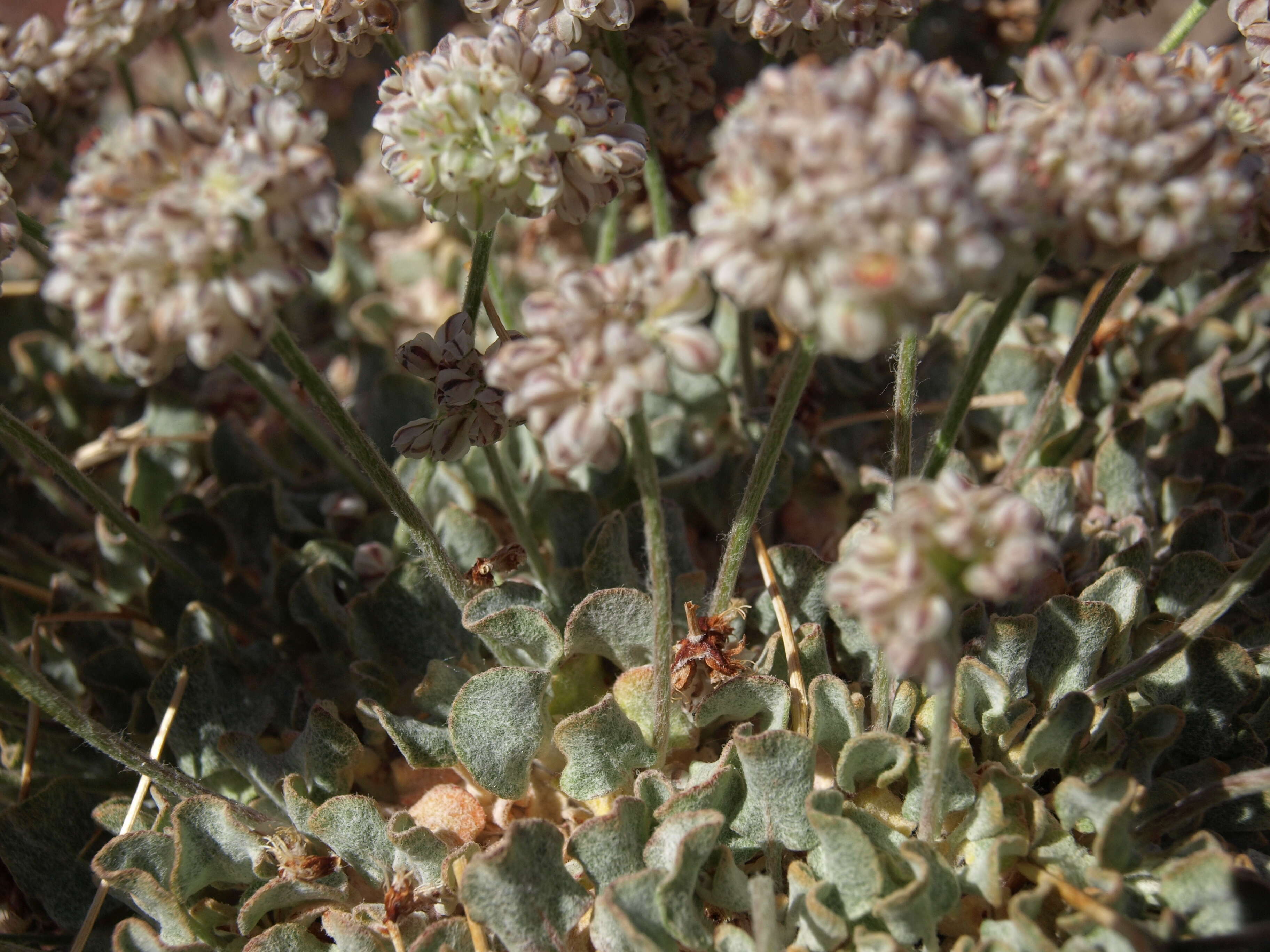 Imagem de Eriogonum ovalifolium var. purpureum (Nutt.) Durand