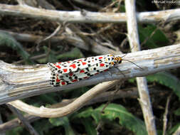 Utetheisa pulchella Linnaeus 1758 resmi