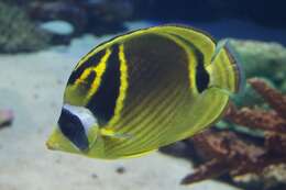 Image of Halfmoon Butterflyfish