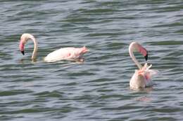 Imagem de Phoenicopterus roseus Pallas 1811