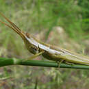 Image of Paropomala pallida Bruner & L. 1904