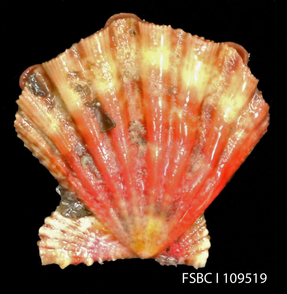 Image of Nodipecten Dall 1898