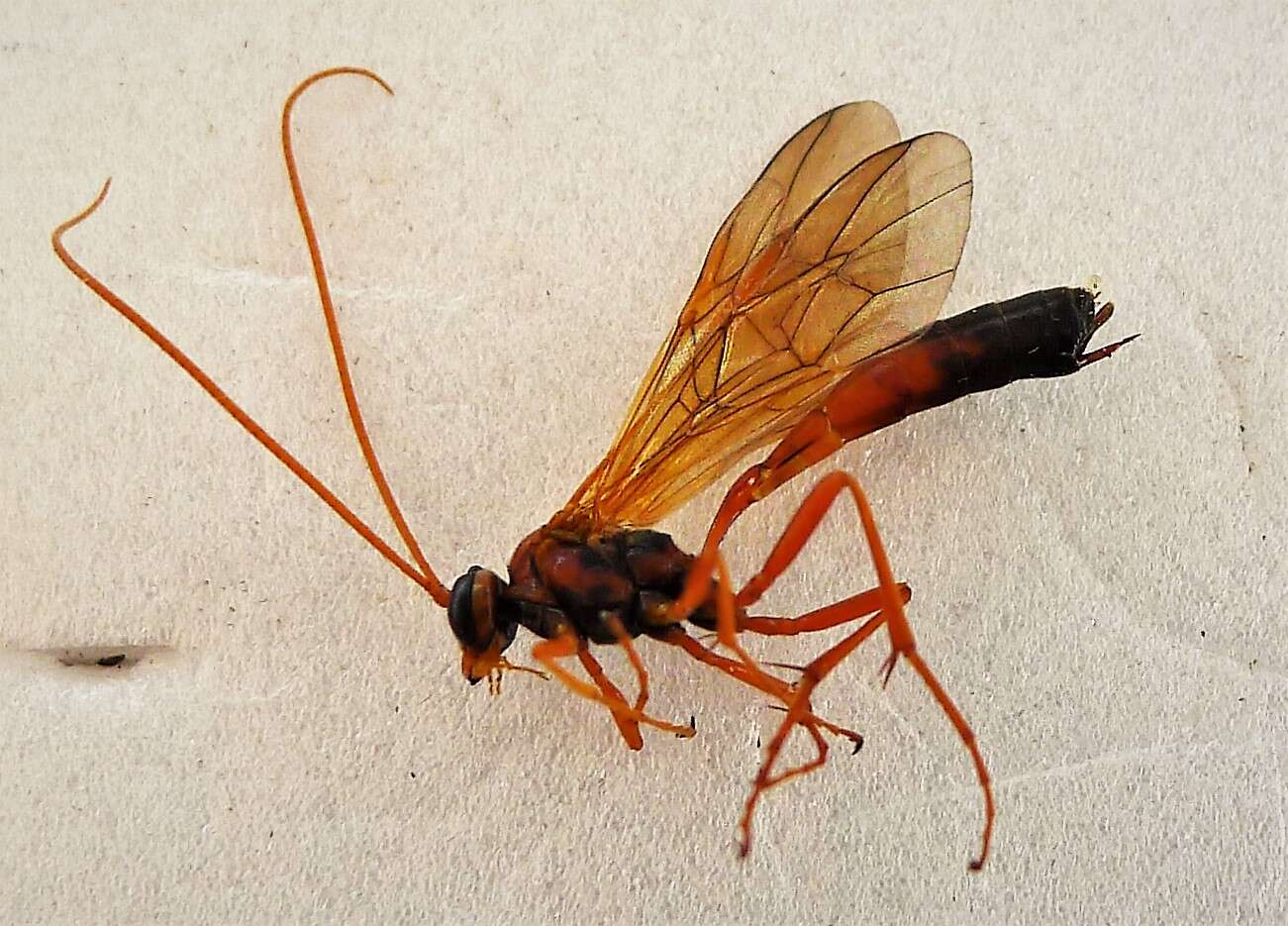 Image of Short-tailed Ichneumon Wasps