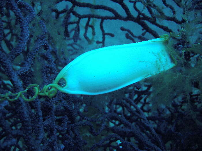 Image of Spotted cat sharks