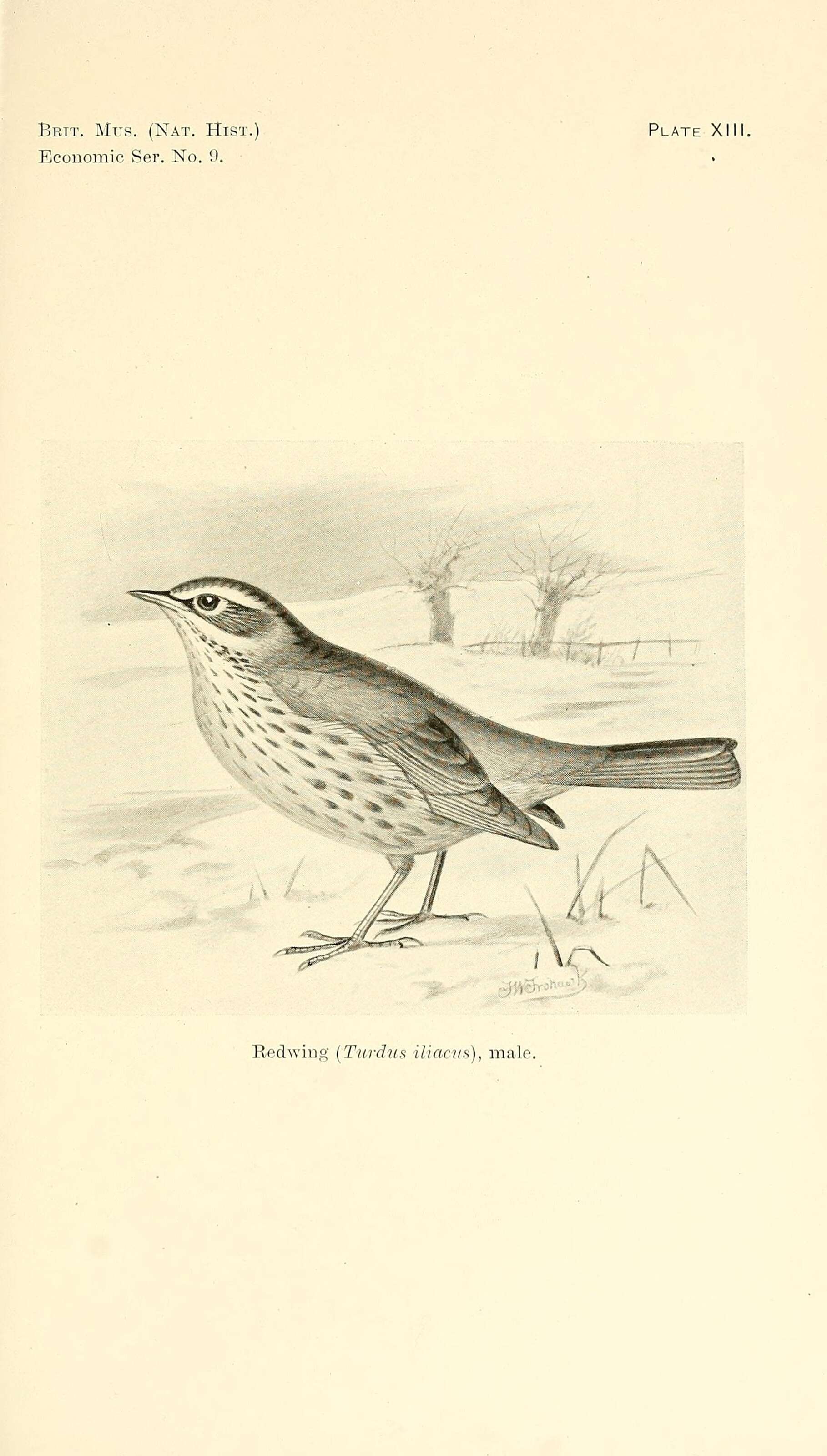 Image of Redwing