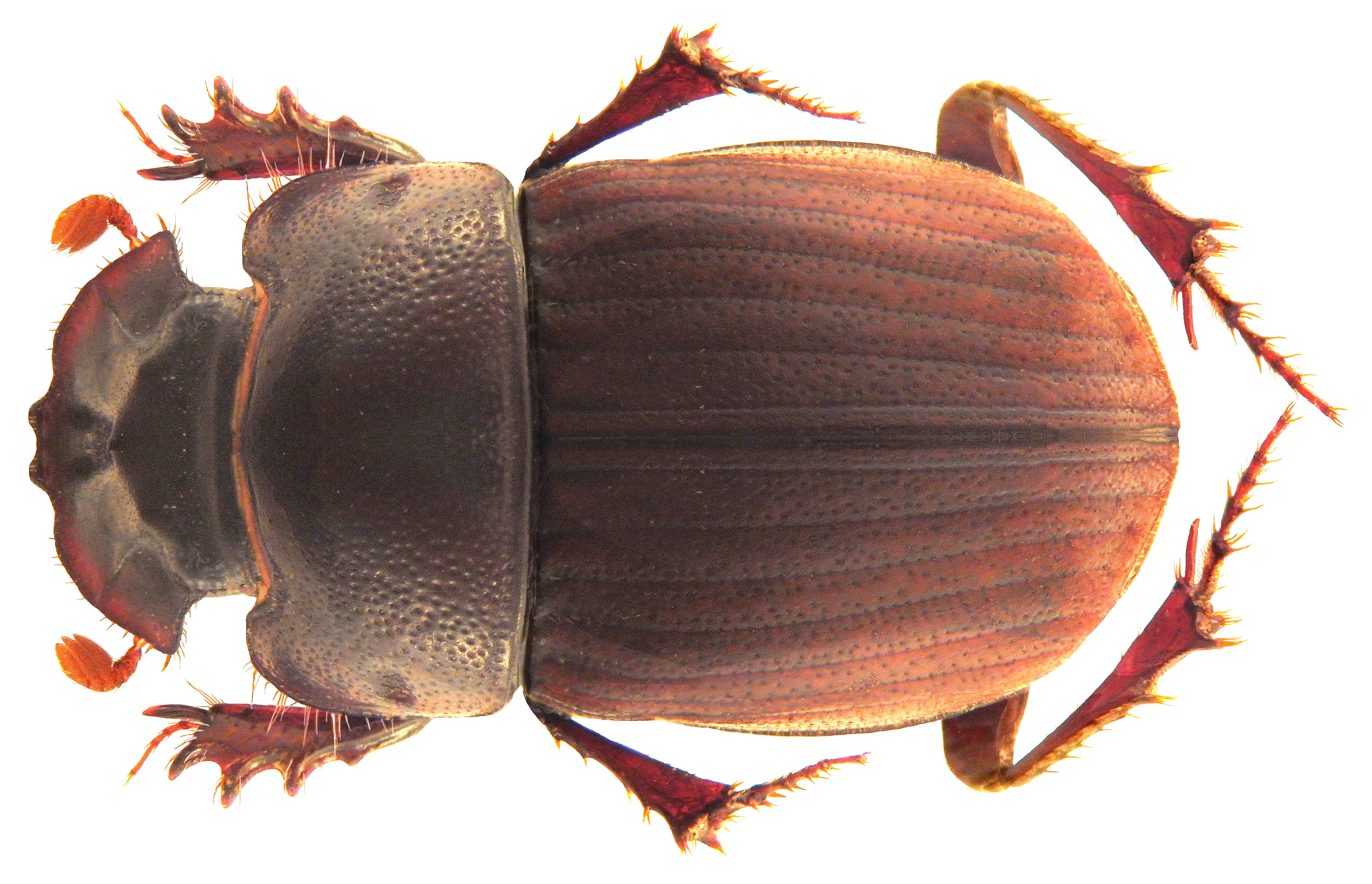 Image of Paracopris