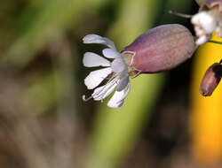 Image of Silene vulgaris subsp. vulgaris