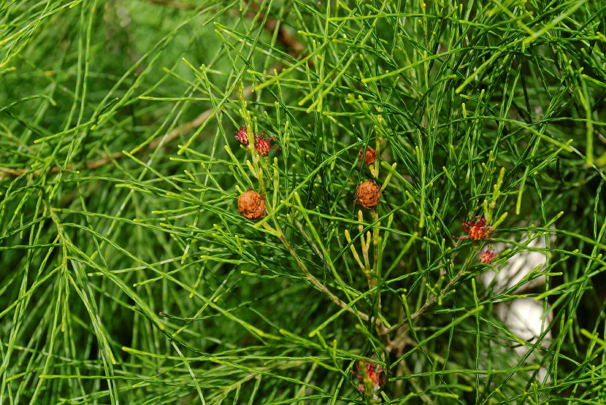 Image de Gymnostoma australianum L. Johnson