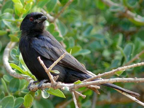 Image of Fork-tailed Drongo