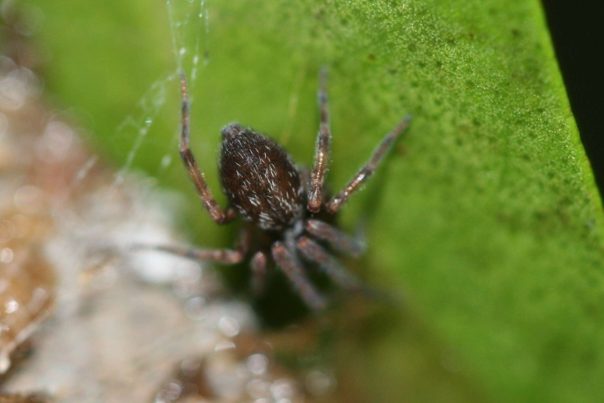 Image of desid spiders