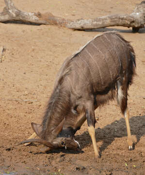 Image of Spiral-horned Antelope