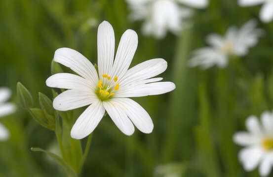 صورة Stellaria holostea L.