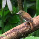 Image of bright-rumped attila