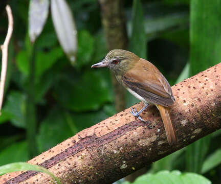 Image of bright-rumped attila