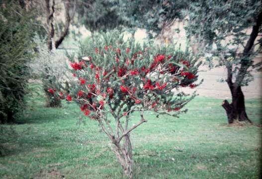 Image of Melaleuca hislopii Craven & R. D. Edwards