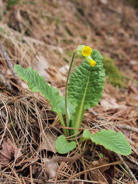 Image of cowslip