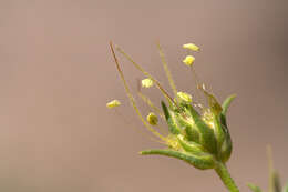 Plantago sempervirens Crantz resmi