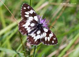 Image of Melanargia