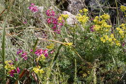 Image of Gladiolus illyricus W. D. J. Koch