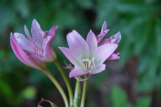 Image of Crinum powellii Baker