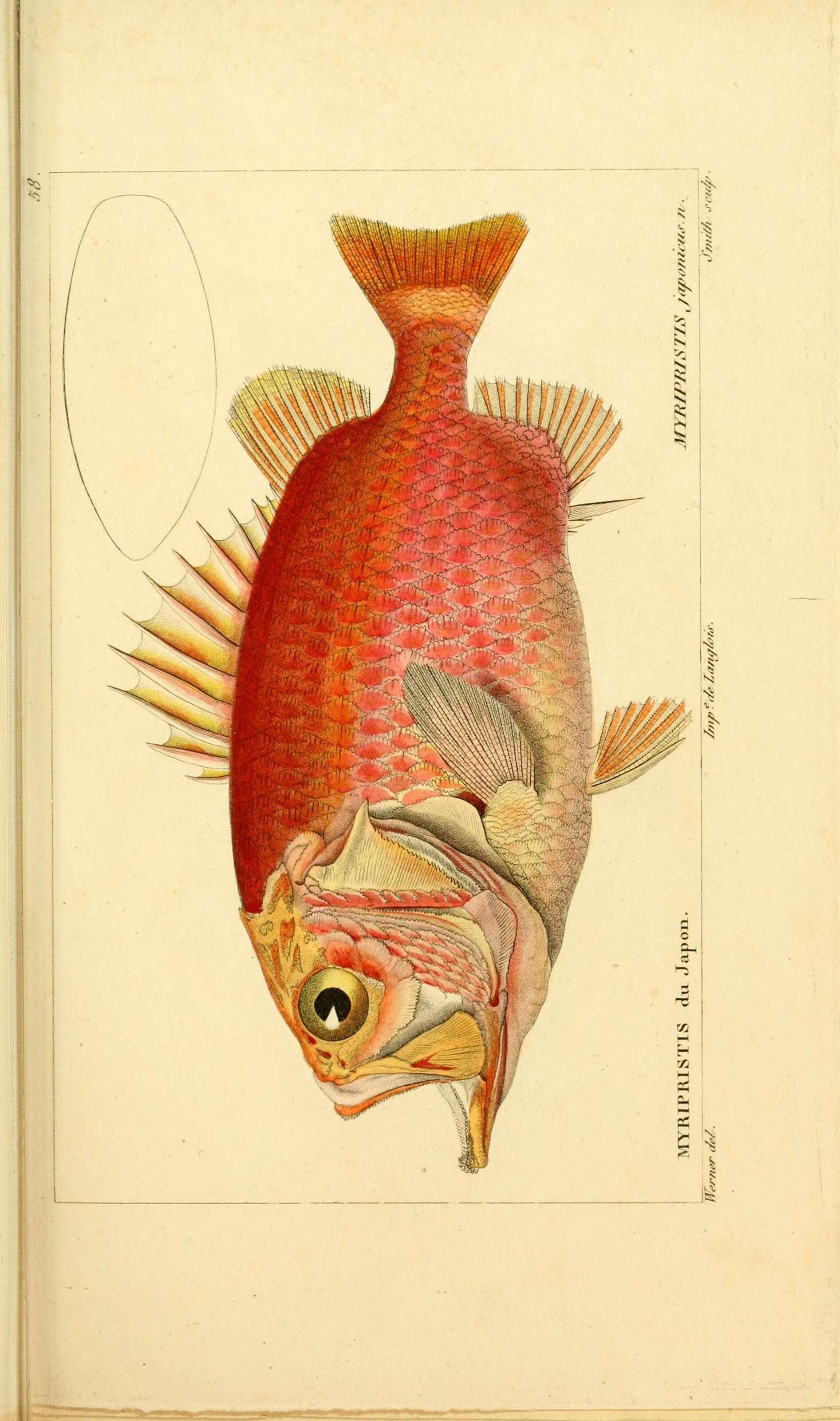 Слика од Ostichthys japonicus (Cuvier 1829)