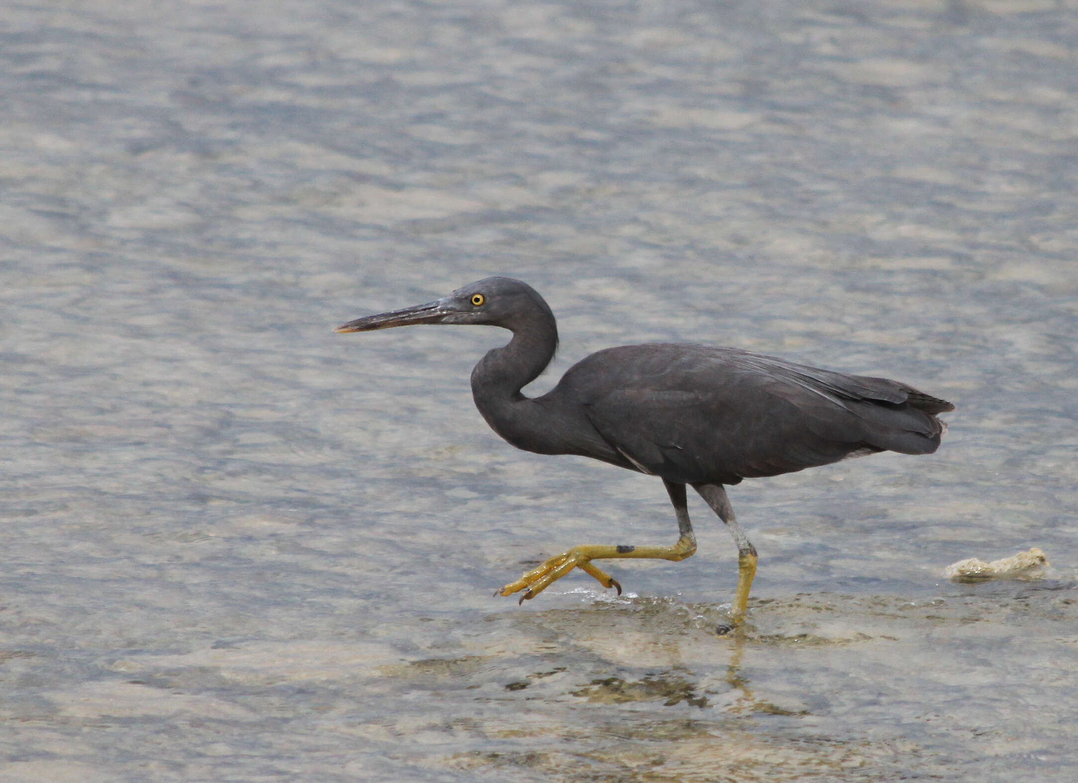 Image of Egretta Forster & T 1817