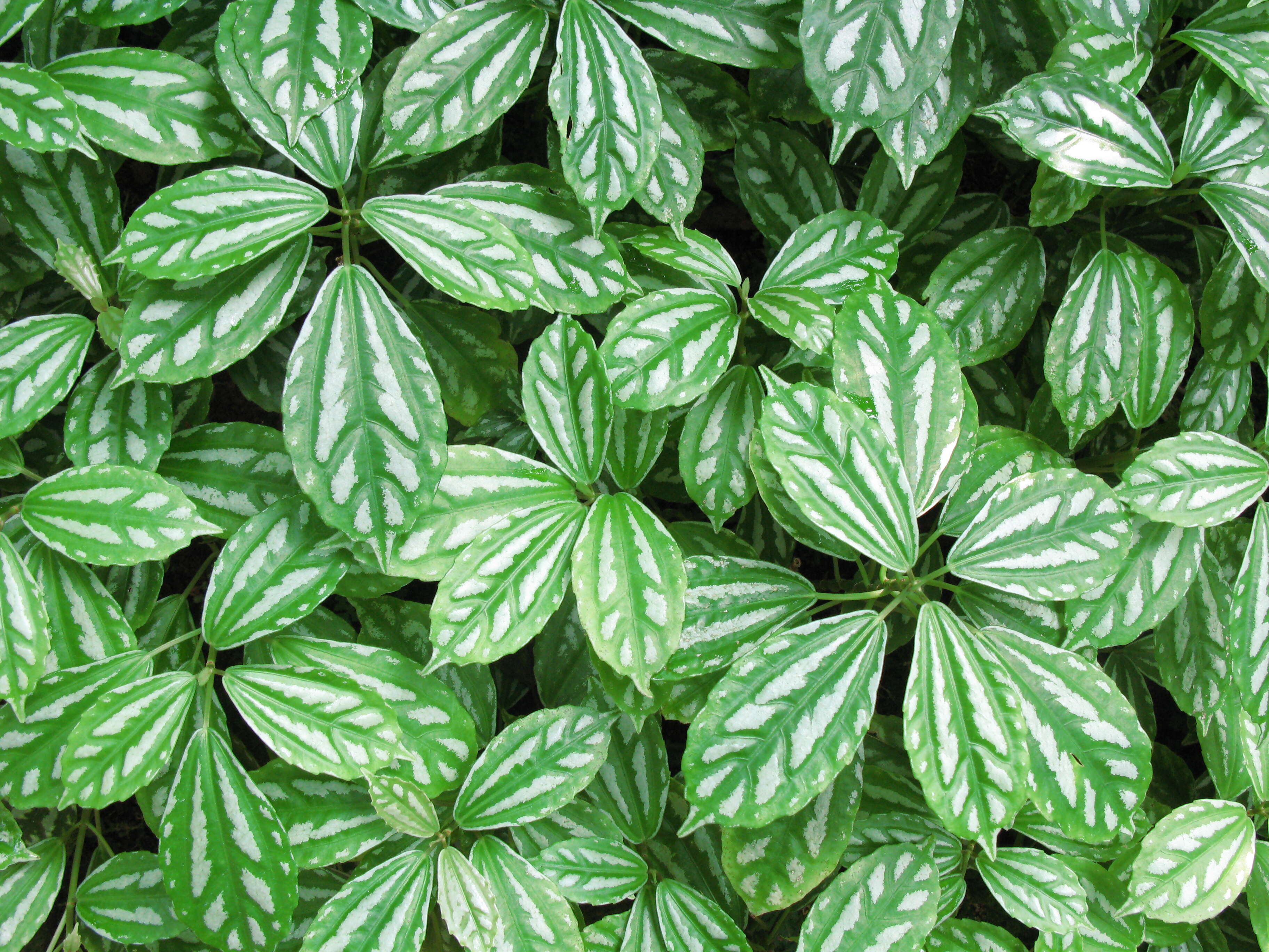 Image of Morinda