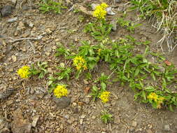 Image of Rocky Mountain goldenrod