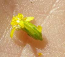 Image of three-nerve goldenrod