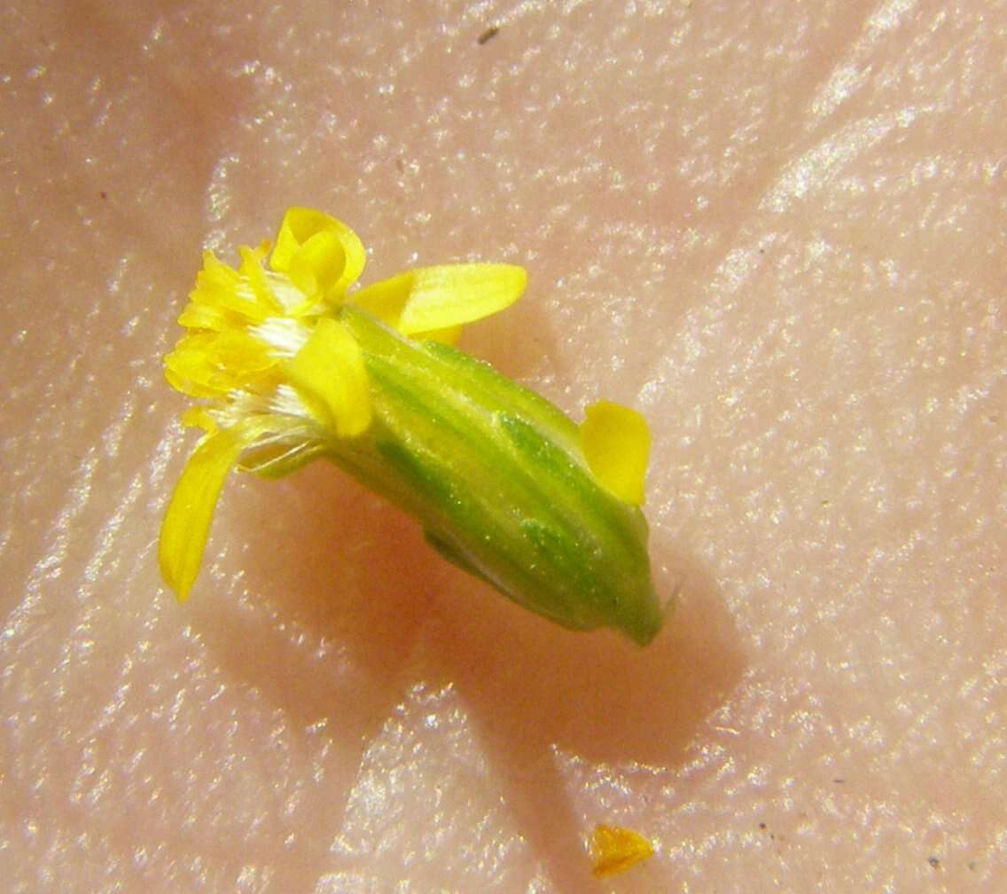 Image of three-nerve goldenrod