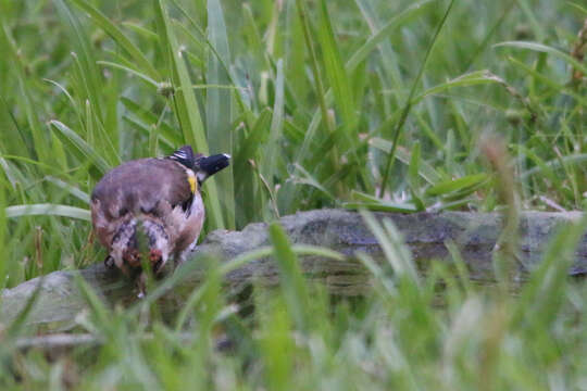 Imagem de Carduelis carduelis parva Tschusi 1901