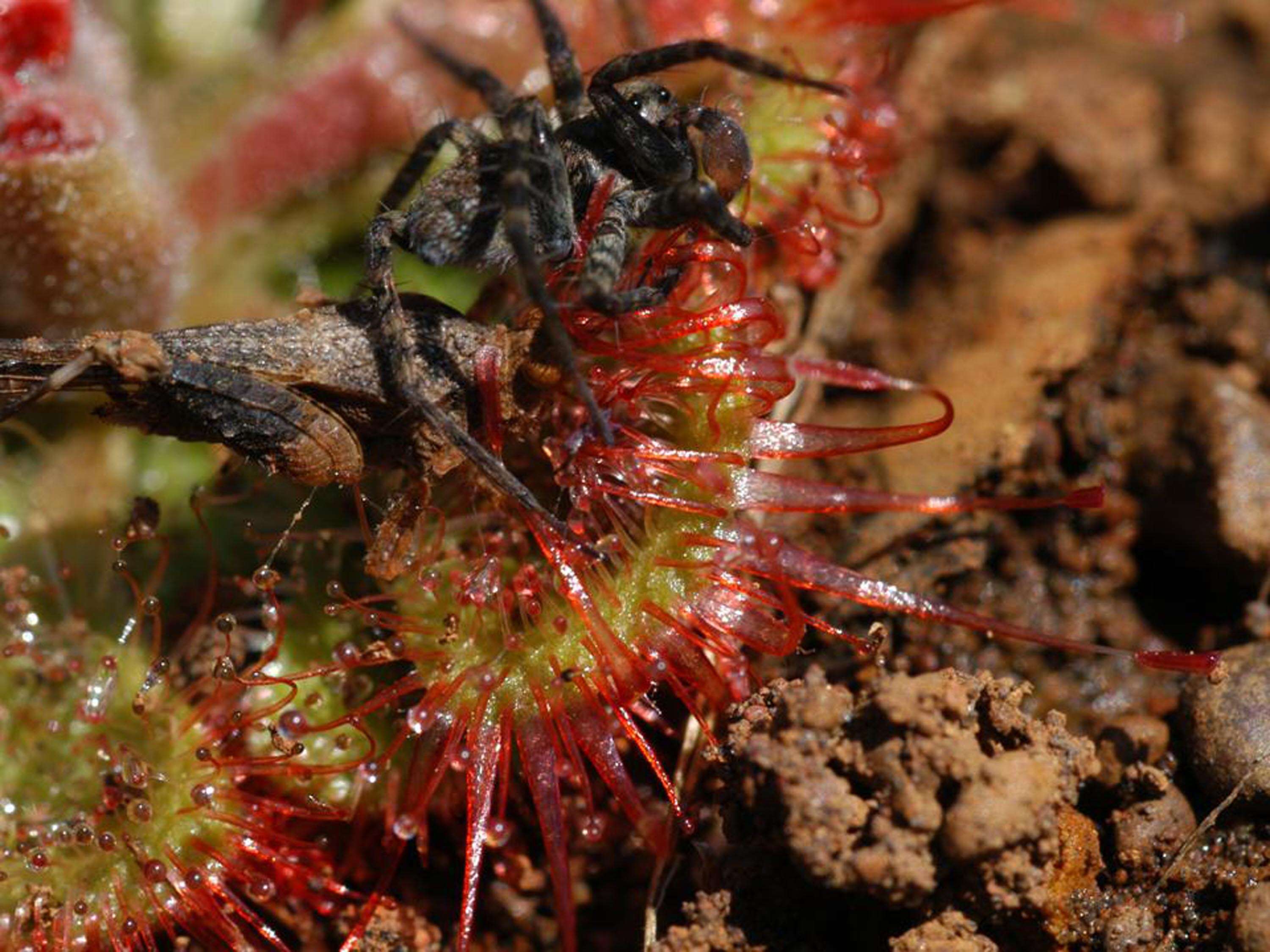 Image de Drosera burmannii Vahl