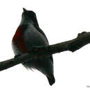 Image of Black-belted Flowerpecker