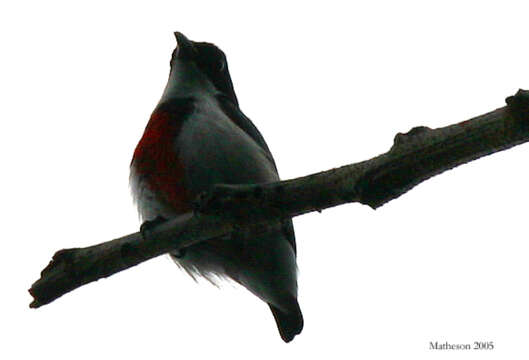 Image of Black-belted Flowerpecker