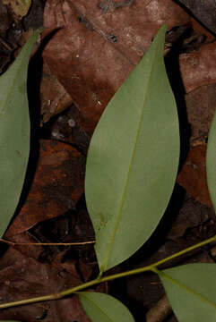 Xylopia aethiopica (Dunal) A. Rich.的圖片