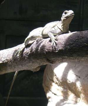 Image of Crested Lizard