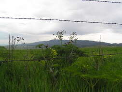 Imagem de Lomatium multifidum (Nutt.) R. P. Mc Neill & Darrach