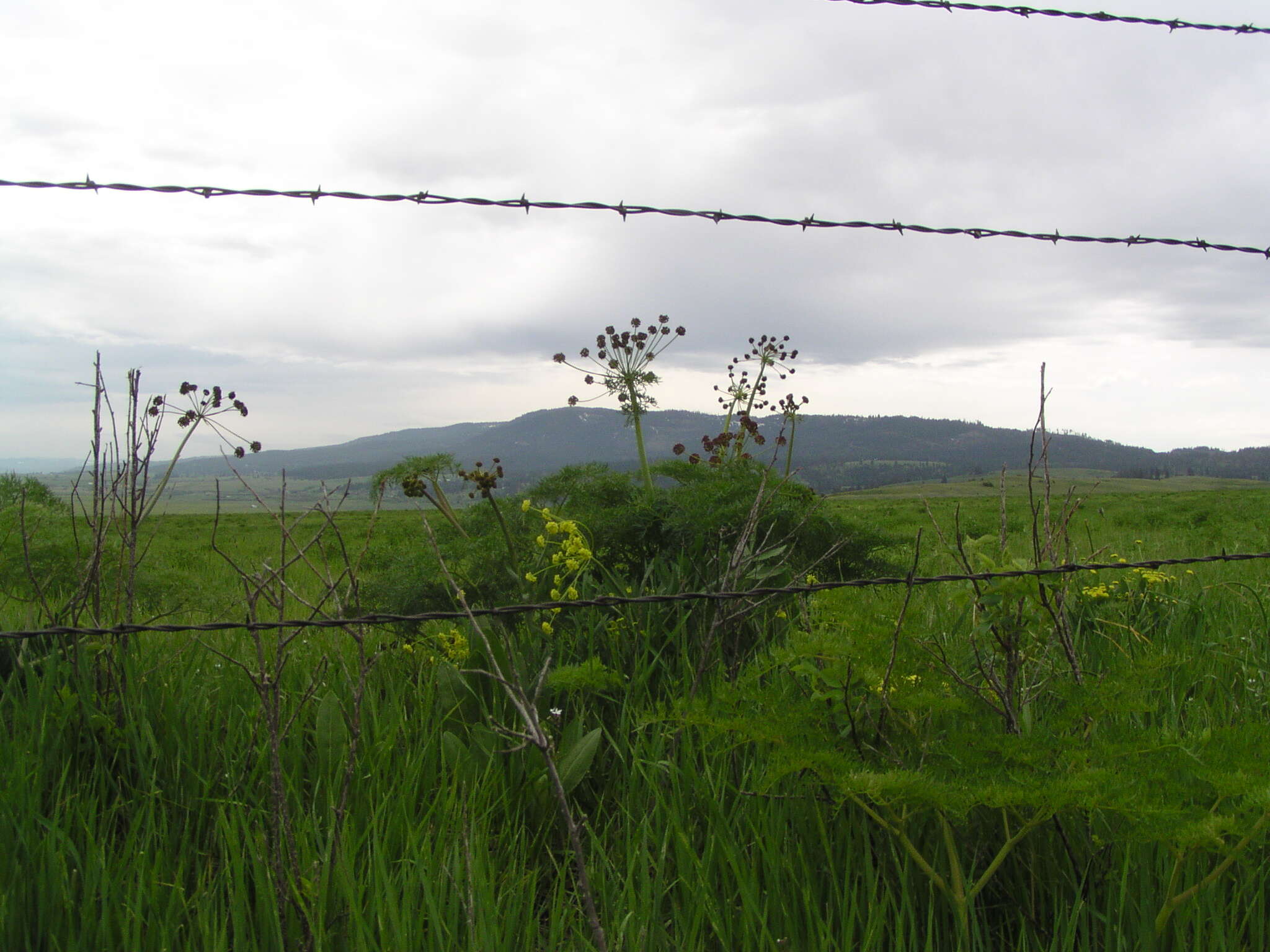 Lomatium multifidum (Nutt.) R. P. Mc Neill & Darrach resmi