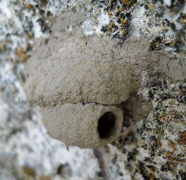 Image of mud daubers