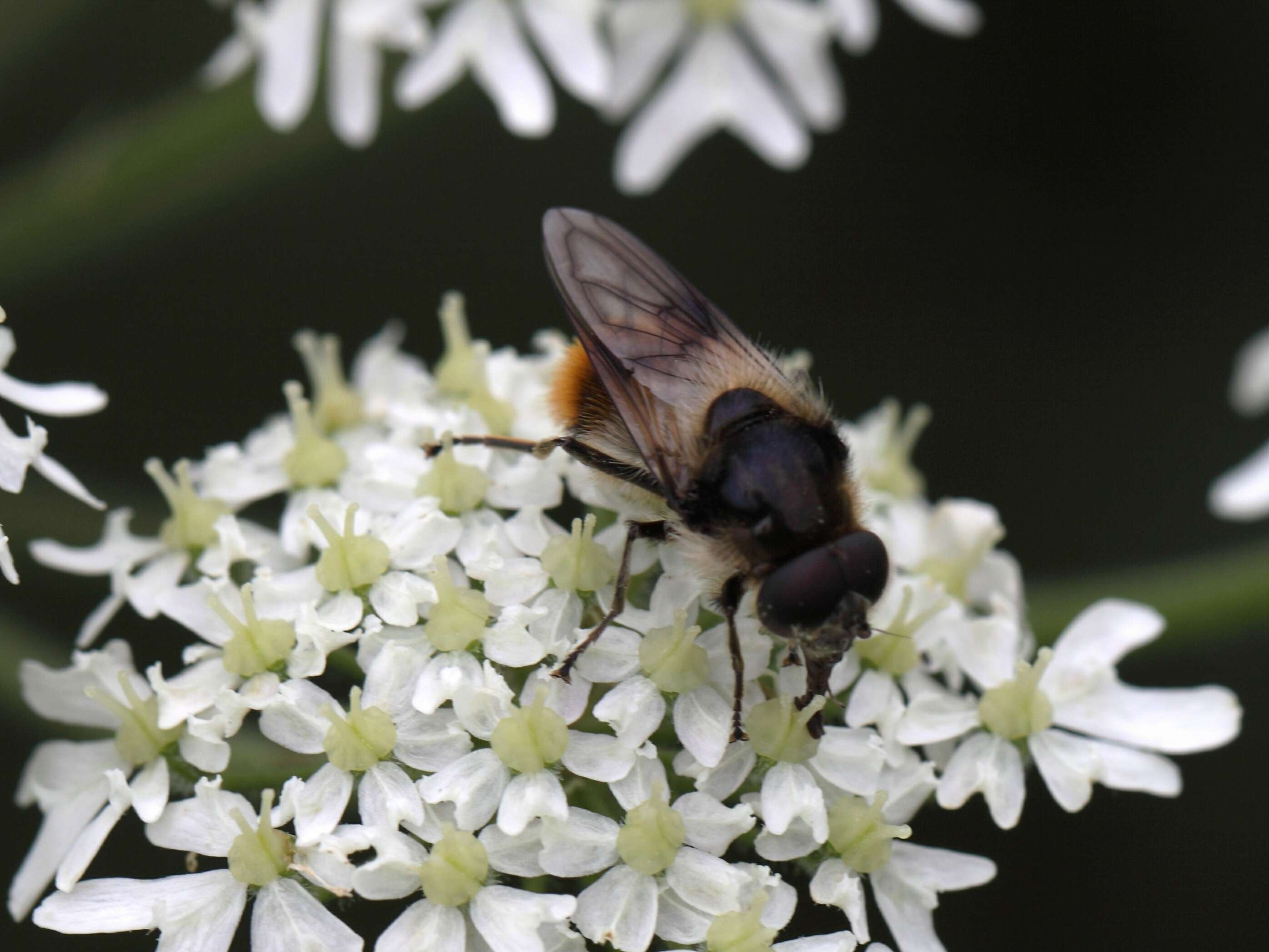 Image of hoverfly