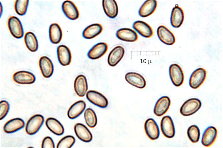 Image of Pholiota