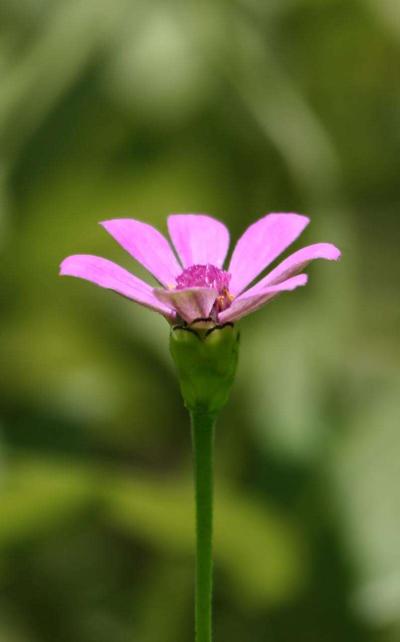 Image of Zinnia peruviana